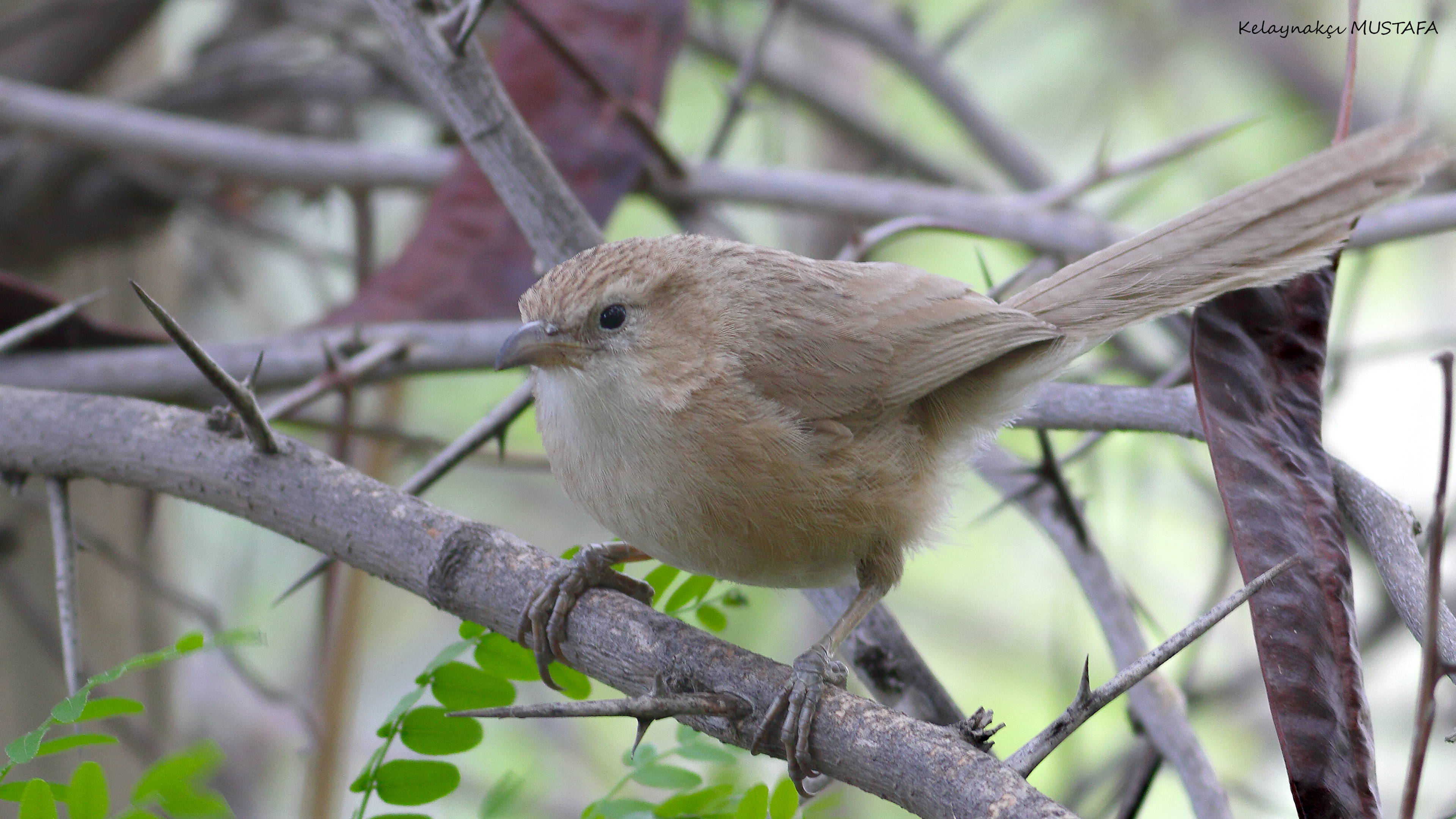 Iraq Babbler